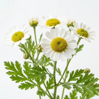 Feverfew