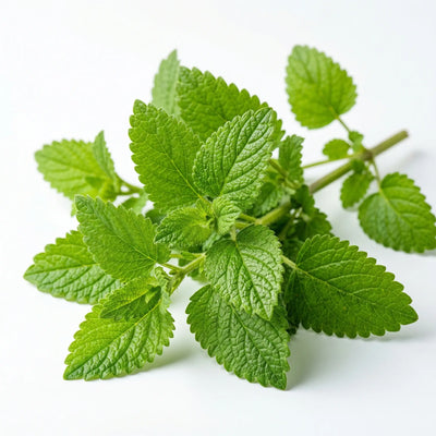 Lemon Balm