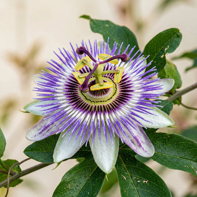 Passionflower
