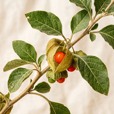 Ashwagandha