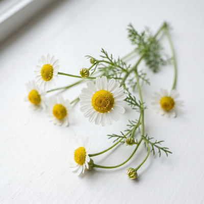 Chamomile