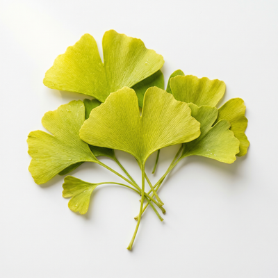 Gingko Biloba