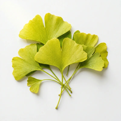 Gingko Biloba