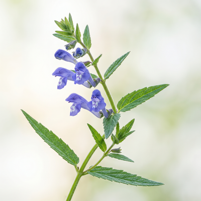 Skullcap Root